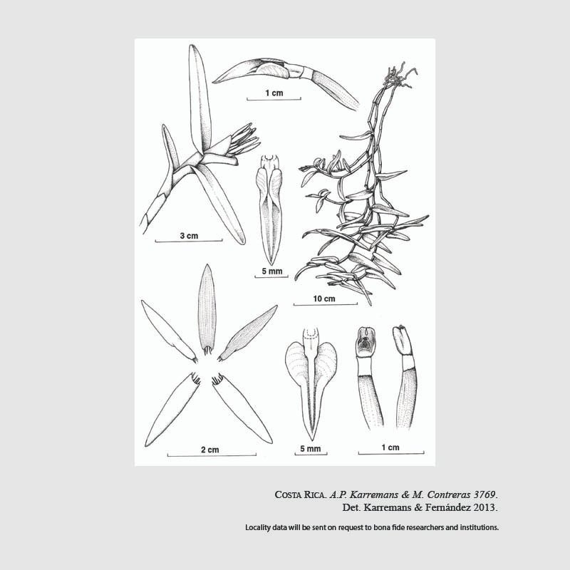 Epidendrum inhibitiosum